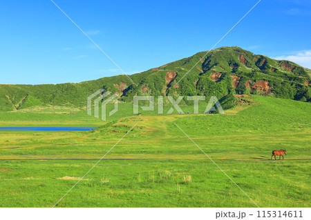 【熊本県】新緑の草千里ヶ浜（阿蘇山） 115314611