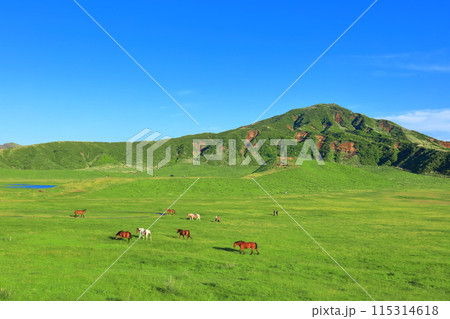 【熊本県】新緑の草千里ヶ浜（阿蘇山） 115314618