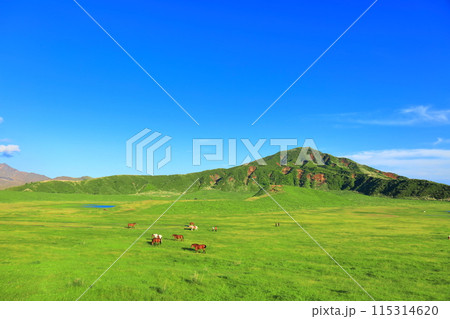 【熊本県】新緑の草千里ヶ浜(阿蘇山) 【熊本県】新緑の草千里ヶ浜(阿蘇山) 115314620