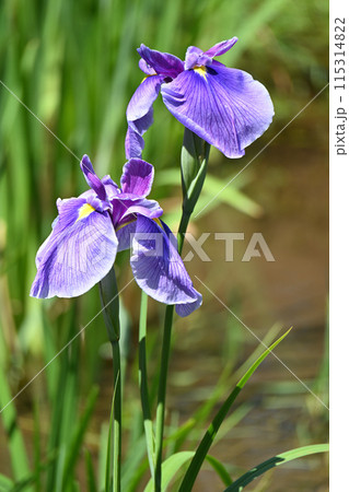 浦安の舞・花菖蒲 浦安の舞・花菖蒲 115314822