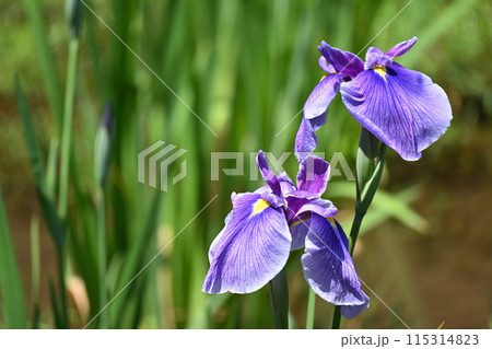 浦安の舞・花菖蒲 浦安の舞・花菖蒲 115314823