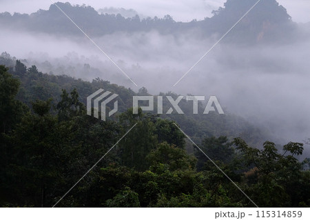 Beautiful sunrise in morning sky with mist and foggy in valley of layer mountain in natural and travel destination in tropical rain forest Beautiful sunrise in morning sky with mist and foggy in valley of layer mountain in natural and travel destination in tropical rain forest 115314859