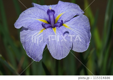 小青空・花菖蒲 小青空・花菖蒲 115314886