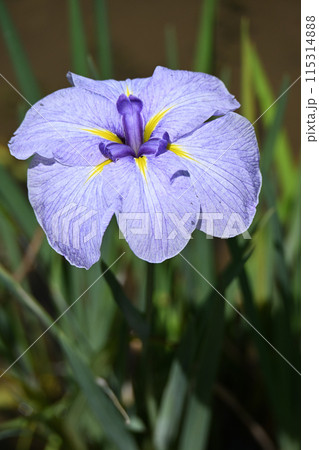 小青空・花菖蒲 小青空・花菖蒲 115314888