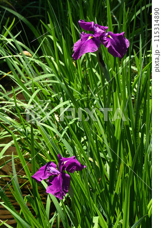大紫・花菖蒲 115314890