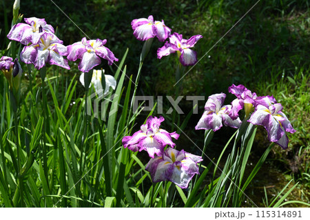 長生殿・花菖蒲 115314891