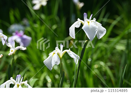 爪紅・花菖蒲 115314895