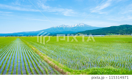 酒田市から望む鳥海山 115314971