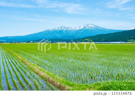 酒田市から望む鳥海山 115314978