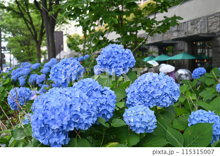 京都市中京区 御池通の紫陽花が美しい 115315007