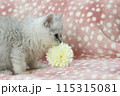 お花と子猫 115315081