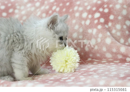 お花と子猫 お花と子猫 115315081