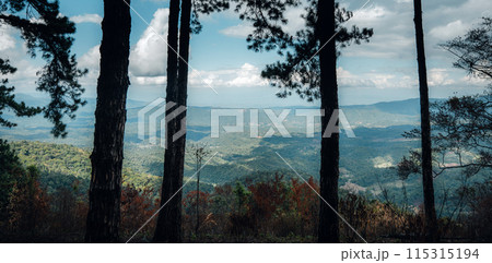 View of landscape and pine forests in nature 115315194