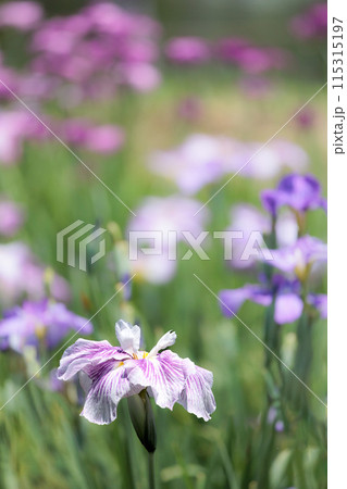 色とりどりに咲き人々の心を癒し続ける菖蒲の花たち 色とりどりに咲き人々の心を癒し続ける菖蒲の花たち 115315197