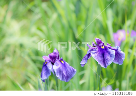 色とりどりに咲き人々の心を癒し続ける菖蒲の花たち 115315199