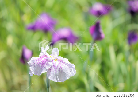色とりどりに咲き人々の心を癒し続ける菖蒲の花たち 115315204
