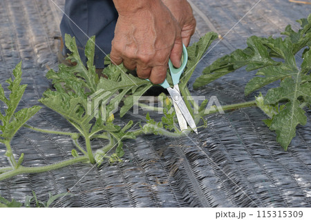 スイカ栽培 六月上旬 スイカ栽培 六月上旬 115315309