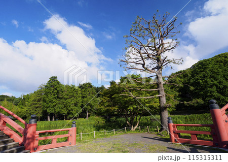 青空と赤い橋(神奈川県横浜市金沢区金沢文庫の称名寺の初夏) 青空と赤い橋(神奈川県横浜市金沢区金沢文庫の称名寺の初夏) 115315311