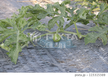 スイカ栽培 六月上旬 スイカ栽培 六月上旬 115315389