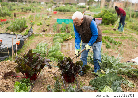 Farmer spreads hoe garden beds Farmer spreads hoe garden beds 115315801