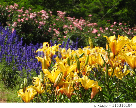 満開の「スカシユリ」 115316194