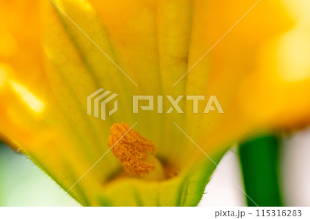 ズッキーニ雄花の雄蕊 ズッキーニ雄花の雄蕊 115316283