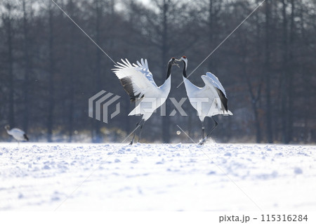 極寒の北海道釧路に舞う丹頂鶴【2月】 極寒の北海道釧路に舞う丹頂鶴【2月】 115316284