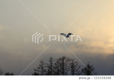 極寒の北海道釧路に舞う丹頂鶴【2月】 115316288