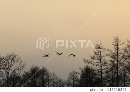 極寒の北海道釧路に舞う丹頂鶴【2月】 極寒の北海道釧路に舞う丹頂鶴【2月】 115316291