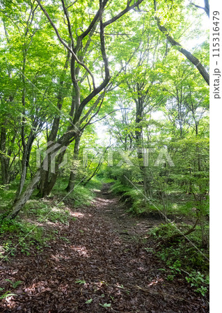 栃木県那須高原 新緑の森の中の静かな森 栃木県那須高原 新緑の森の中の静かな森 115316479