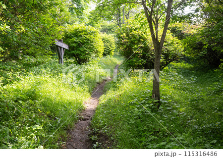 栃木県那須高原 新緑の森の中の静かな森 栃木県那須高原 新緑の森の中の静かな森 115316486