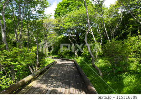 栃木県那須 新緑の中の木道を歩く 栃木県那須 新緑の中の木道を歩く 115316509