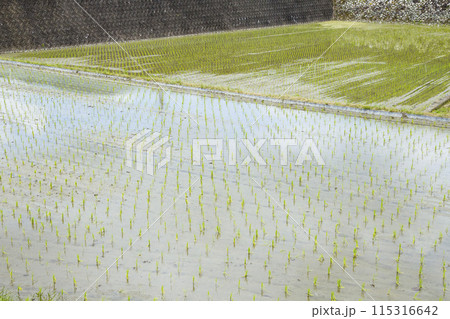 田植えが終わったばかりの田んぼの風景 115316642