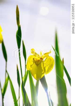 初夏の中島公園の黄菖蒲_1169 初夏の中島公園の黄菖蒲_1169 115316951