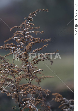 Dry plants and golden autumn leaves on a blurred background. Dry plants and golden autumn leaves on a blurred background. 115317323