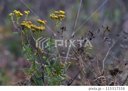 Dry plants and golden autumn leaves on a blurred background. 115317338