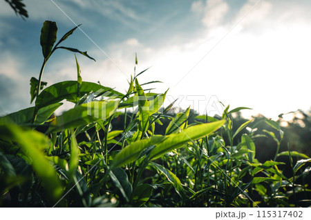 Green tea leaves and natural evening light Green tea leaves and natural evening light 115317402