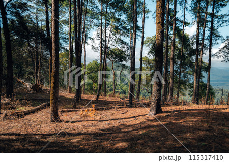 View of landscape and pine forests in nature 115317410