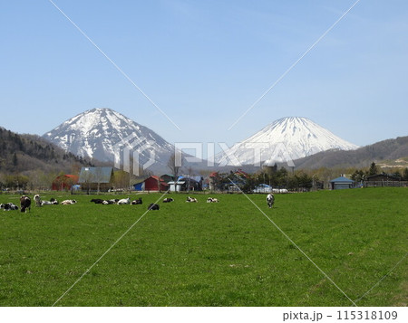 乳牛の牧場から望む尻別岳と羊蹄山 115318109