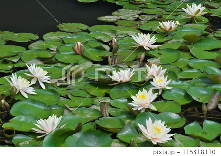 初夏の明治神宮御苑の古池に咲く睡蓮 115318110