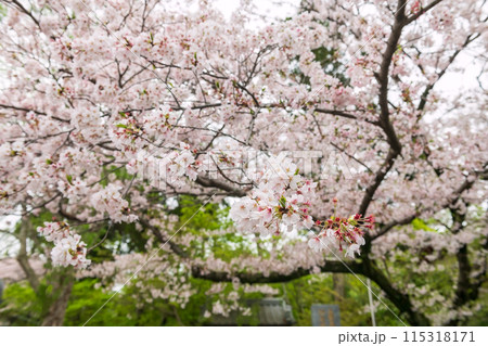 White cherry blossom at Nyoirinji temple in spring, Ogori, Fukuoka 115318171