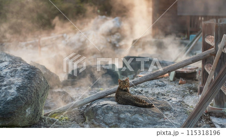 Brown tabby cat on rock in mount Unzen Hell valley Jigoku at sunset 115318196