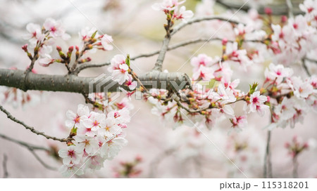 White cherry blossom of sakura tree at spring in Kumamoto castle White cherry blossom of sakura tree at spring in Kumamoto castle 115318201