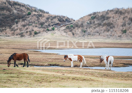 3 horses on meadow by pond in Kusasenri prairie observation, Aso 115318206