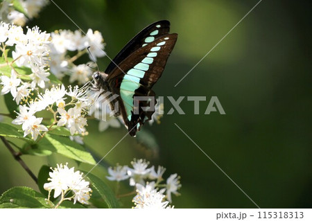 花の蜜を吸うアオスジアゲハ 115318313