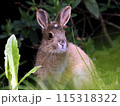 草を食べるうさぎ 115318322