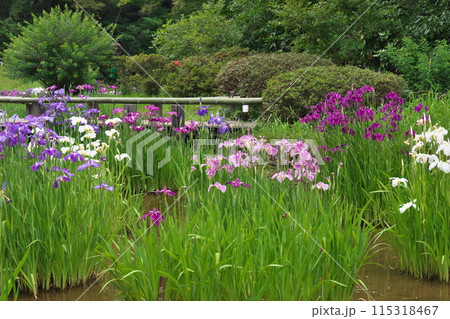 初夏の明治神宮菖蒲園 見事な菖蒲の花満開 115318467