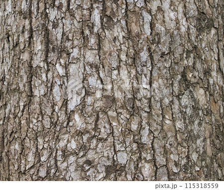 樹皮・クスノキ 樹皮・クスノキ 115318559