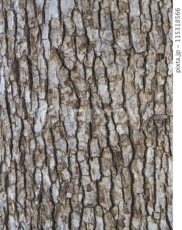 樹皮・クスノキ 樹皮・クスノキ 115318566
