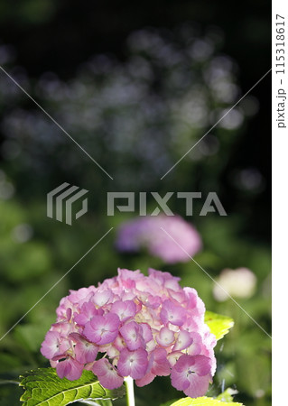 紫陽花 紫陽花 115318617